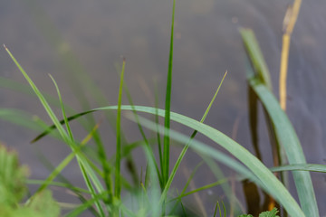 Obraz premium Green grass on a field in Bavaria
