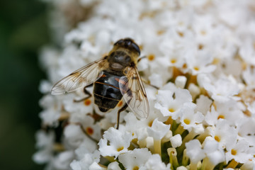 A bee walking across white flowers