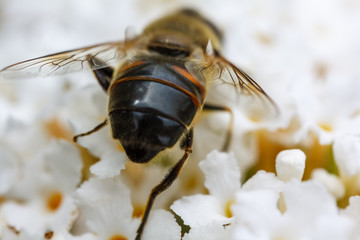 A bee walking across white flowers