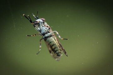 Insect seen from down under through a cars window