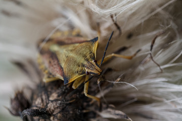 Little monster seen from above