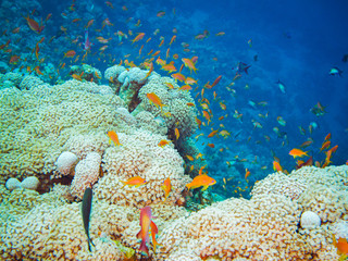 Colourful marine life in Red Sea, Egypt, Dahab