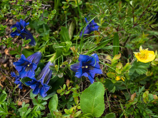 Gentian, typical blue alpine flower