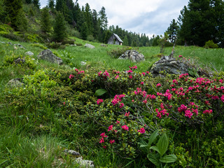 Alpine pasture with beautiful alpenrose and small hut