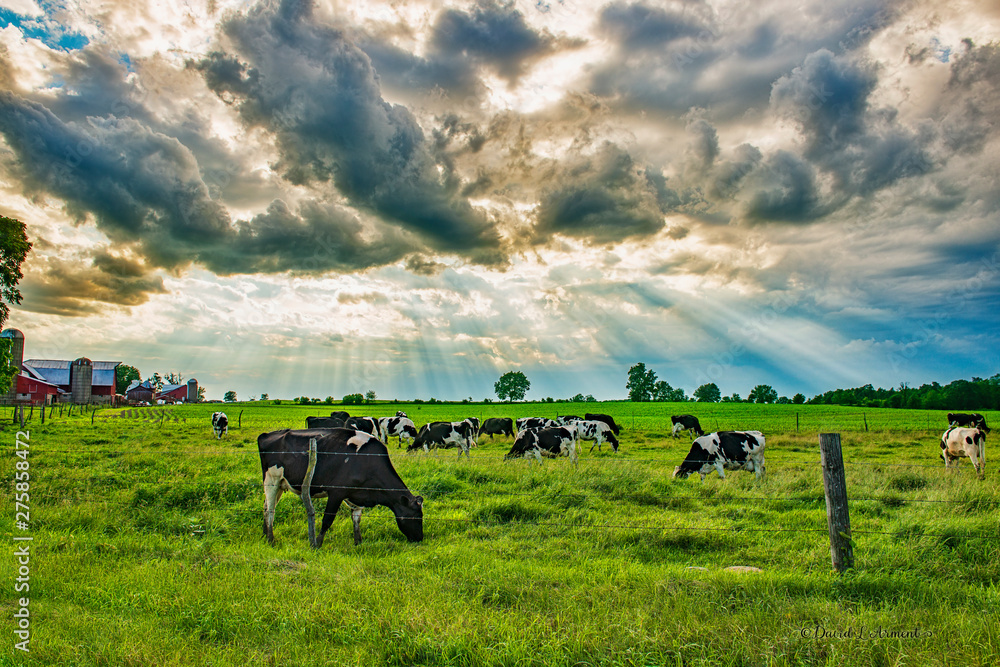 Wall mural cows under clouds with sun rays