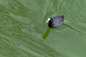 Swimming Eurasian coot (Fulica atra) in French park