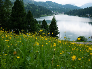 Yellow flowers at the shore of a mountain lake