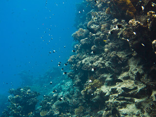 Naklejka na ściany i meble Colourful marine life in Red Sea, Egypt, Dahab