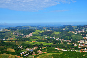 Obraz premium Coffee and eucalyptus plantation, regional agriculture. Farming near the city.