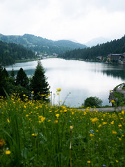 view over yellow flowers onto a lake inmids the mountains