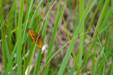 The brown-orange butterfly Brenthis daphne sits on grass.