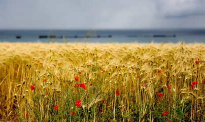 View of the old war remains in the distance with fields of wheat and poppies as the focal point up...