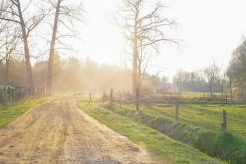 Fototapeta premium Straight rural pathway with green plants and tree on both the side against blue sky