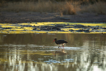 Black stork foraging for food in the afternoon. 
