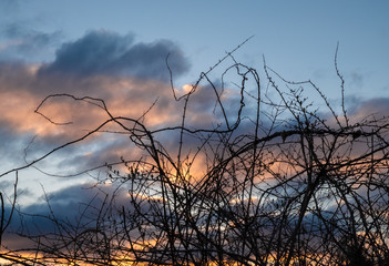 Fototapeta premium Gnarled Branches 2