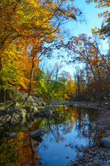 Fototapeta na wymiar Autumn and Trees in North America Parks...