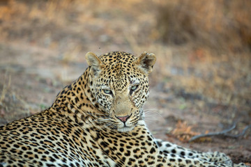 Young Male leopard in the afternoon light of winter.
