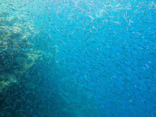 Shoal of tiny fish. Colourful marine life in Red Sea, Egypt, Dahab.