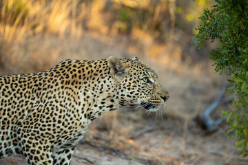 Young Male leopard in the afternoon light of winter.