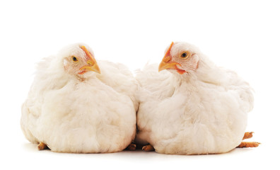 Two white chickens.