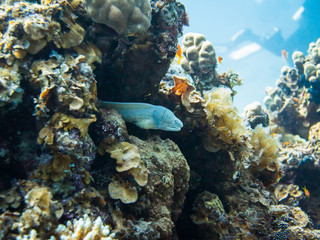 Fototapeta na wymiar White Muraena. Colourful marine life in Red Sea, Egypt, Dahab.