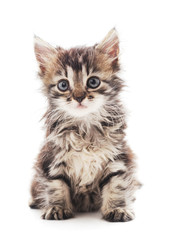 Fototapeta premium Little gray kitten .