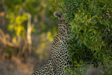 Fototapeta na wymiar Young Male leopard scent marking in the afternoon light of winter.