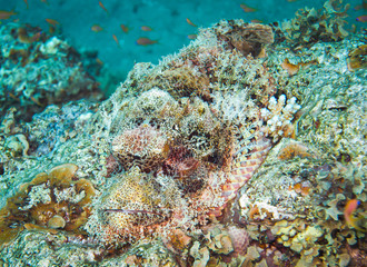 Invisible Black scorpionfish. Colourful marine life in Red Sea, Egypt, Dahab.