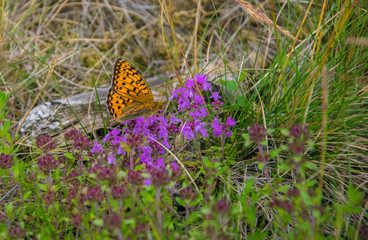 The brown-orange butterfly Brenthis daphne sits on grass.