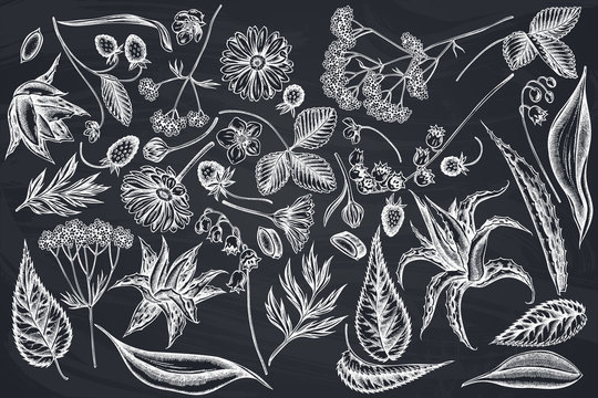 Vector set of hand drawn chalk aloe, calendula, lily of the valley, nettle, strawberry, valerian