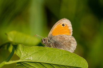 Macro of the small heath (Coenonympha pamphilus) - orange and brown butterfly sitting on green leaf