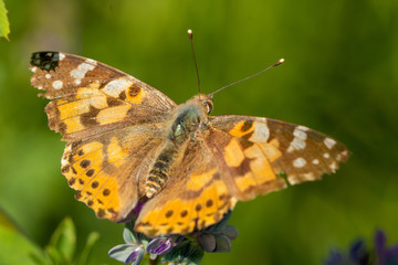 Macro of the Vanessa cardui (painted lady) - orange butterfly on meadow