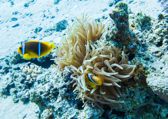 Ocellaris clownfish. Colourful marine life in Red Sea, Egypt, Dahab.