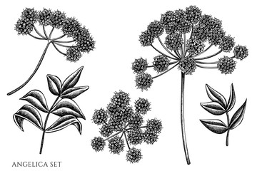 Vector set of hand drawn black and white angelica