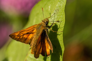 Macro of large skipper (Ochlodes sylvanus) - orange butterfly sitting on green leaf