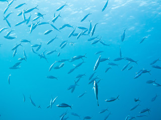 Shoal of fish. Colourful marine life in Red Sea, Egypt, Dahab.
