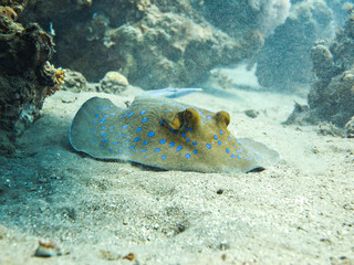 Bluespotted ribbontail ray hiding under coral reef. Colourful marine life in Red Sea, Egypt, Dahab.