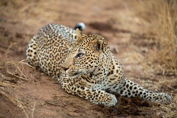 Young Male leopard in the afternoon light of winter.