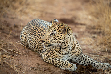 Young Male leopard in the afternoon light of winter.