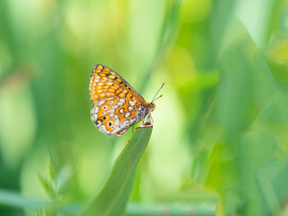 Butterfly on a meadow of a village in Spain in a summer morning