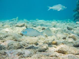 Obraz premium Colourful marine life in Red Sea, Egypt, Dahab