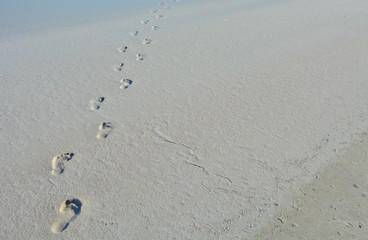 Tracks On The Beach