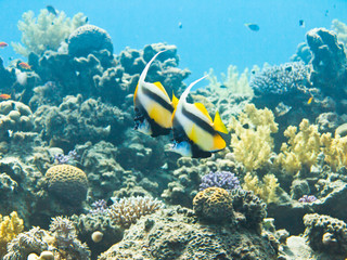 Fototapeta na wymiar Colourful marine life in Red Sea, Egypt, Dahab