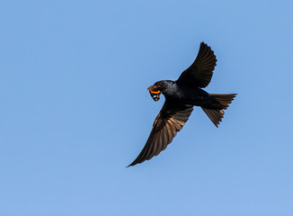 Purple martin (Progne subis) male flying with a prey butterfly in the beak, Iowa, USA.