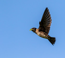 Purple martin (Progne subis) female bringing a piece of a leaf for the nest, Iowa, USA.