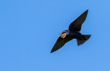 Purple martin (Progne subis) male flying with a prey butterfly in the beak, Iowa, USA.