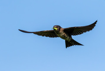 Purple martin (Progne subis) female bringing a piece of a leaf for the nest, Iowa, USA.