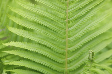 fern in the forest