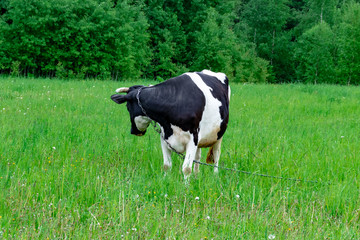 Holstein black and white spotted milk cow standing on a green rural pasture, dairy cattle grazing in the village