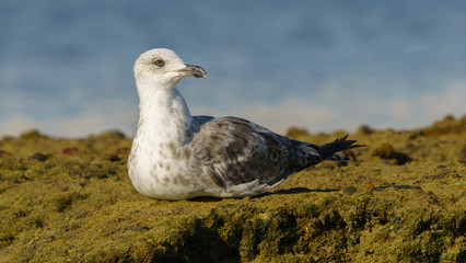 Yellow-legged Gull Breeding